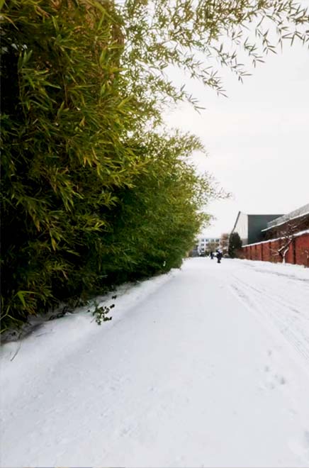 以雪為令，AMTG迅速組織掃雪活動(dòng)